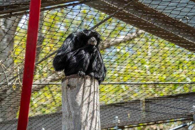 Primate enclosure