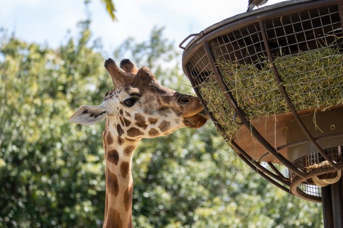 Giraffe eating hay