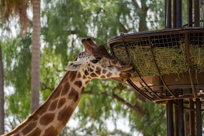 Giraffe eating hay