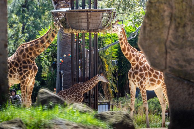 Giraffe eating hay