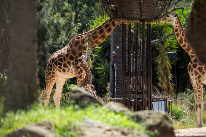 Giraffe eating hay