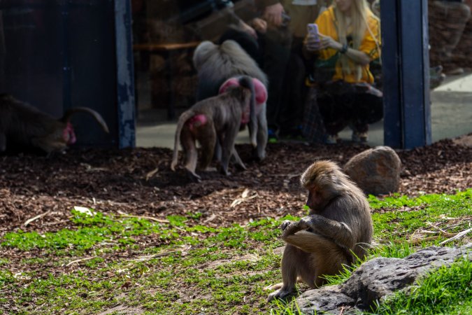 Baboon enclosure