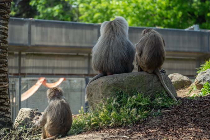 Baboon enclosure