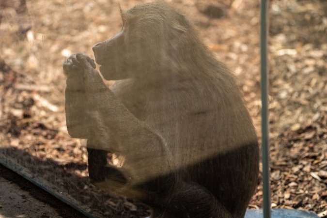 Baboon enclosure