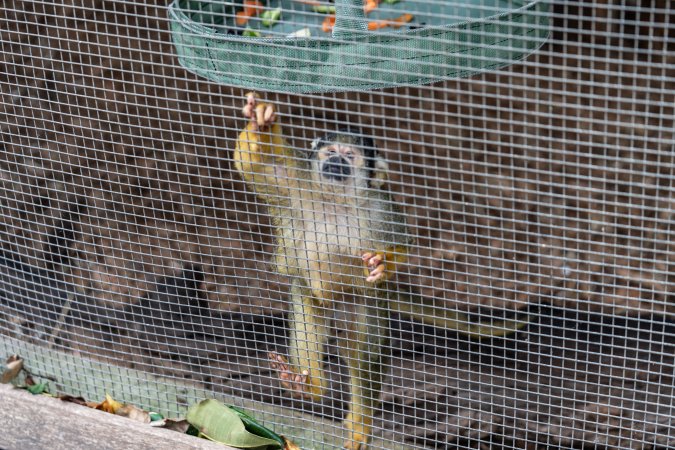 Monkey enclosure
