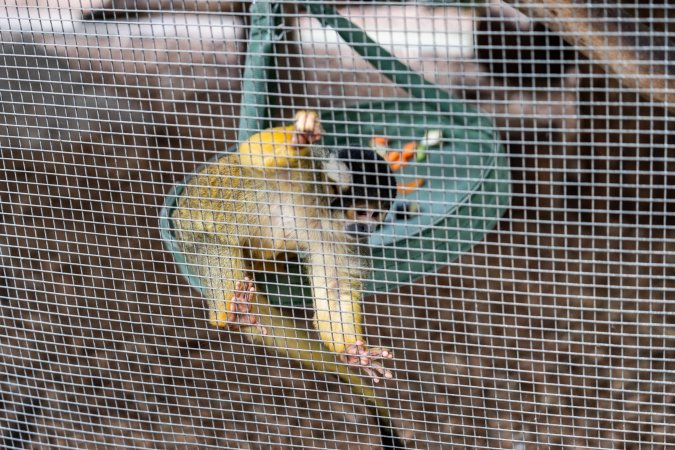 Monkey enclosure
