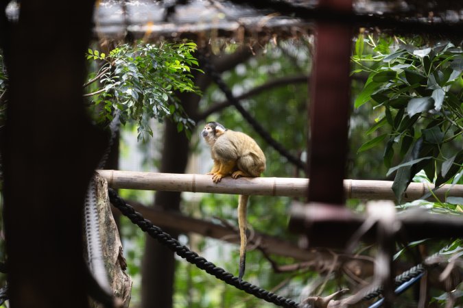 Monkey enclosure