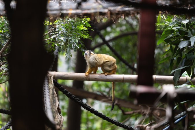 Monkey enclosure