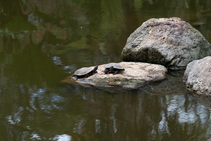 Turtles in pond