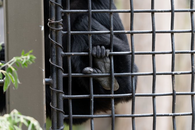Primate enclosure