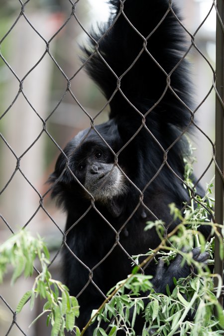 Primate enclosure