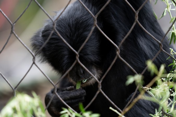 Primate enclosure
