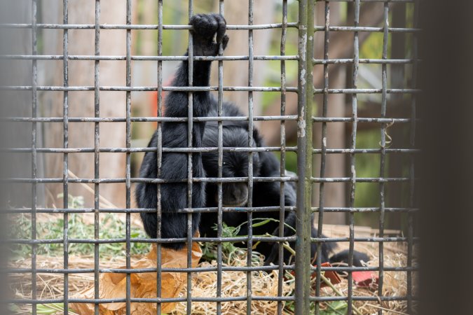 Primate enclosure