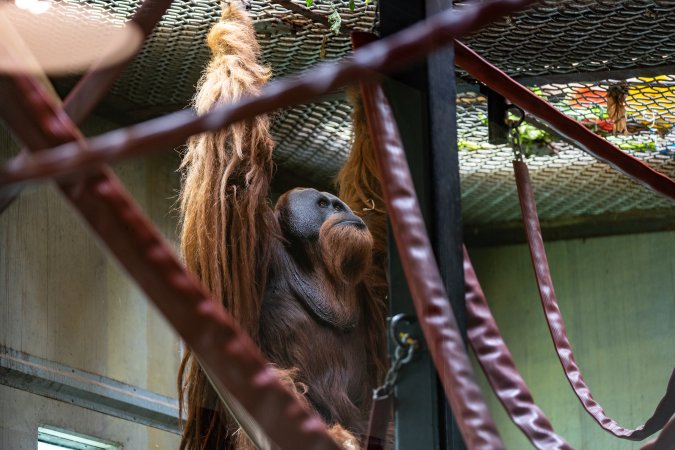 Orangutan enclosure