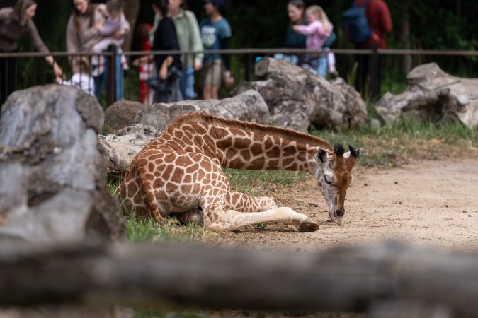 Captive giraffe