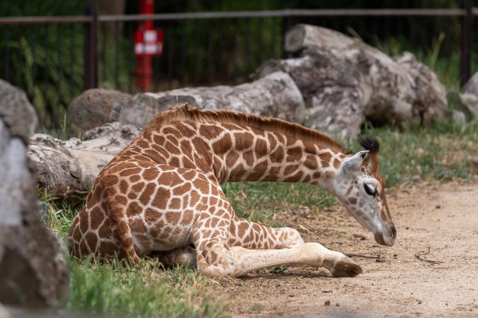 Captive giraffe