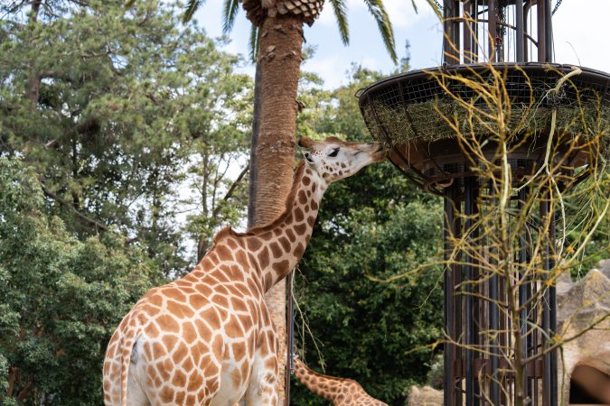 Captive giraffe