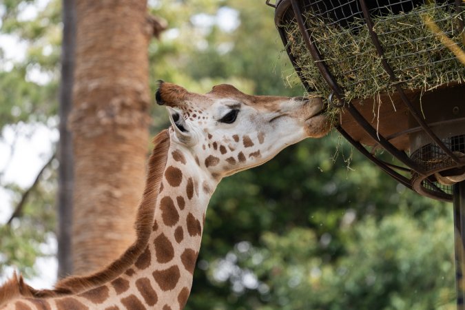 Captive giraffe