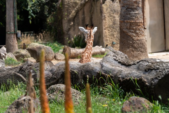 Captive giraffe