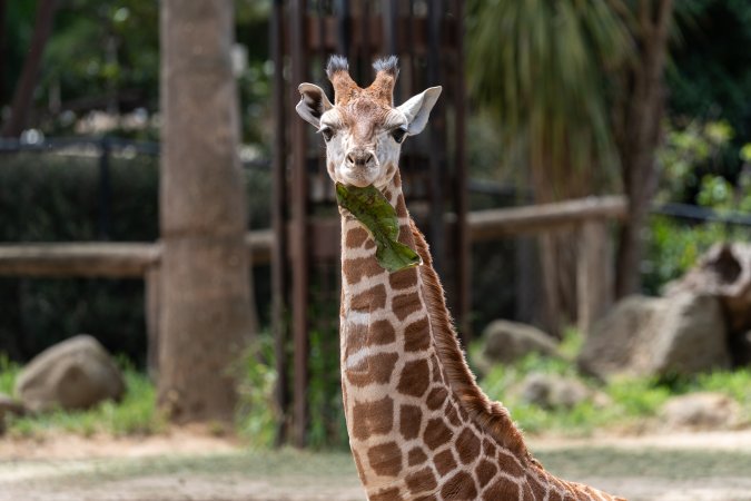 Captive giraffe