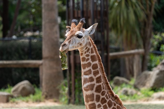Captive giraffe
