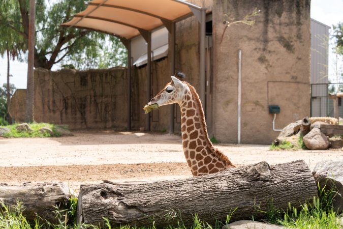 Captive giraffe