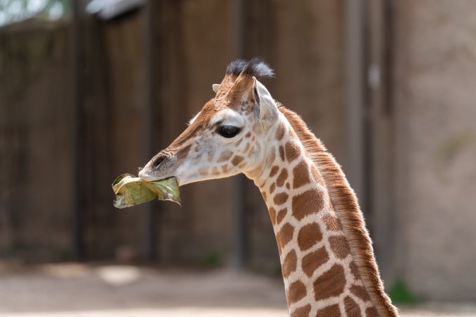 Captive giraffe