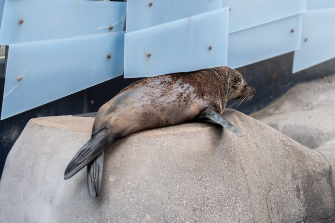 Seal on rock