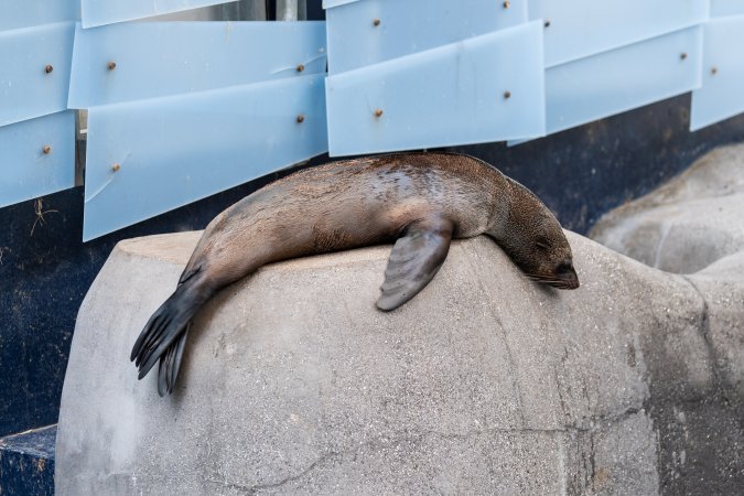 Seal on rock