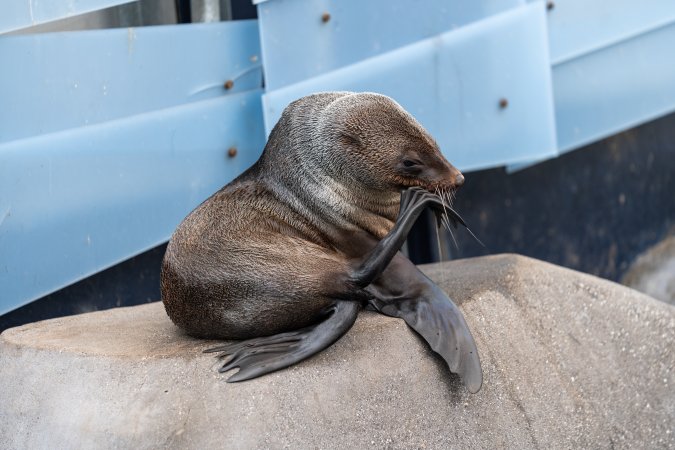 Seal on rock