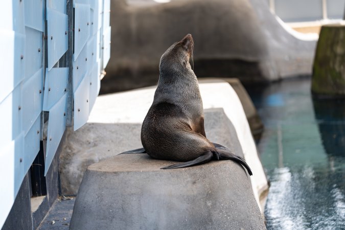 Seal on rock