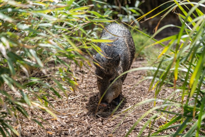 Wild boar