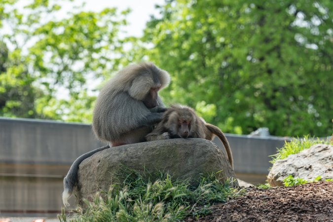 Baboon enclosure