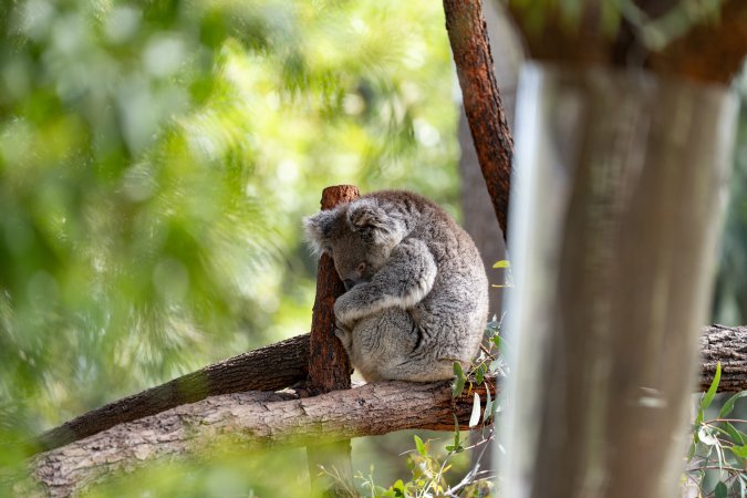 Captive koala