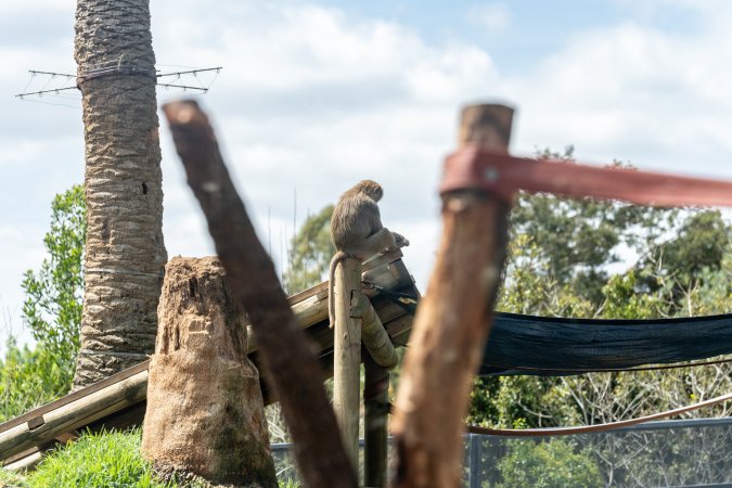 Baboon enclosure