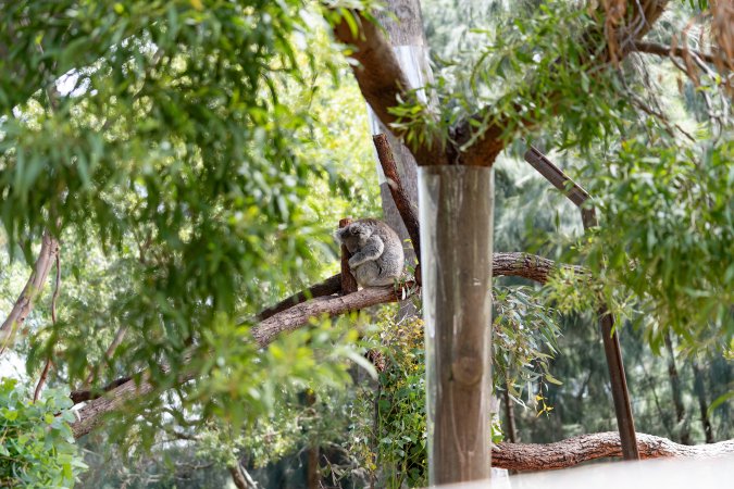 Captive koala