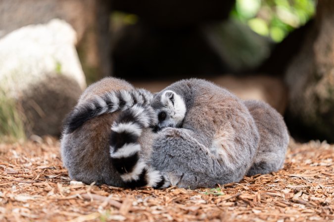 Lemurs sleeping in pile
