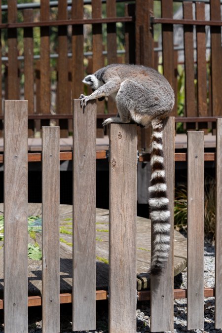 Lemur on fence