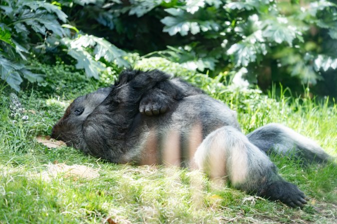 Sleeping gorilla