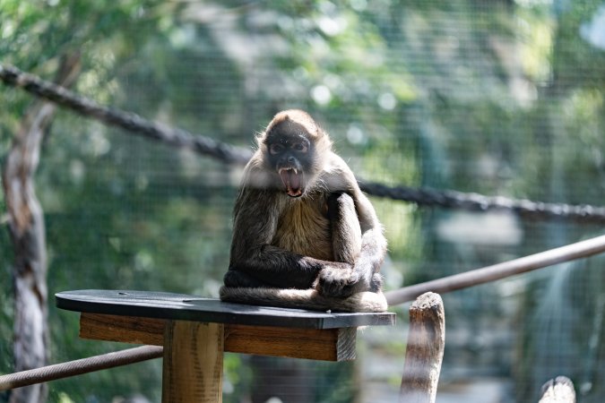 Monkey in enclosure