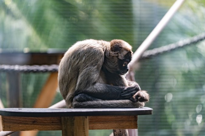 Monkey in enclosure