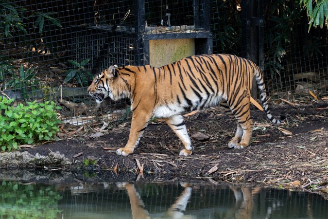 Tiger pacing