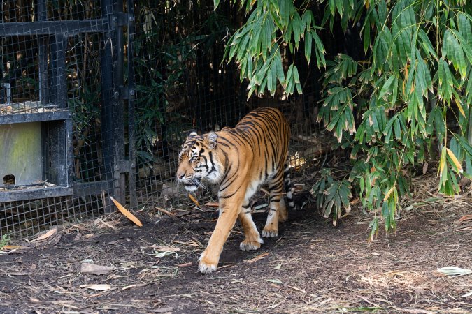 Tiger pacing