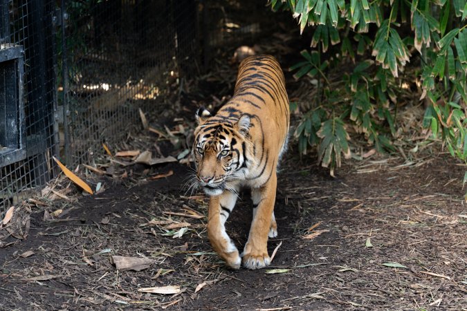 Tiger pacing