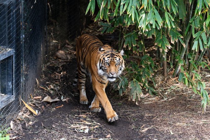 Tiger pacing