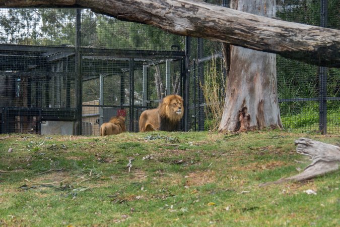 Lion in enclosure