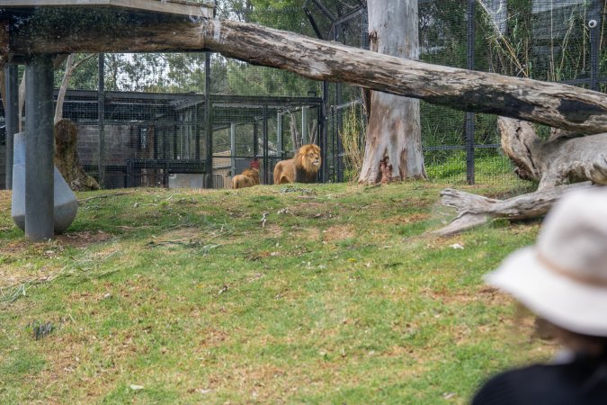 Lion in enclosure