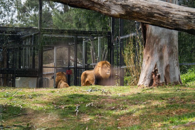 Lion in enclosure