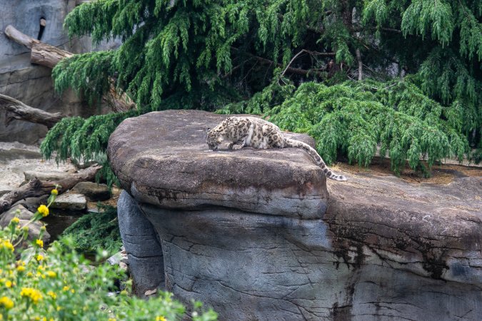 Snow leopard