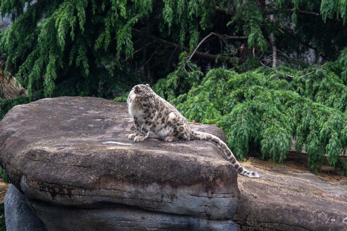 Snow leopard